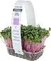 Microgreen radish "Bostan"