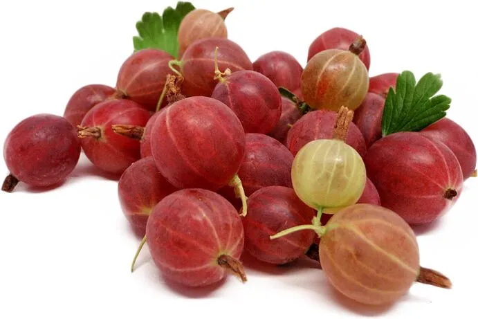 Փշահաղարջ