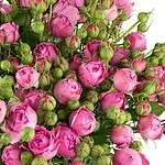 Bouquet "Cataleya"