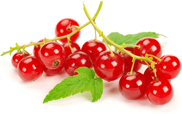 Redcurrant