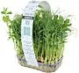 Microgreen peas "Bostan"