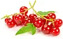 Redcurrant