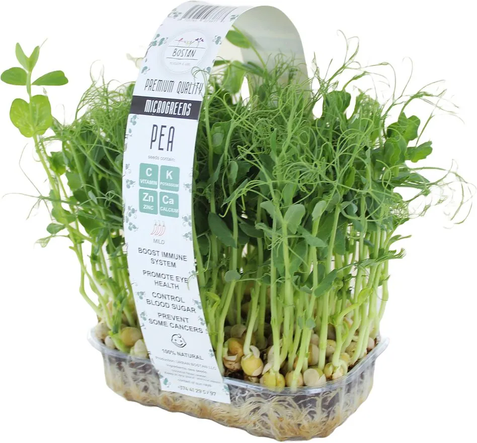 Microgreen peas "Bostan"
