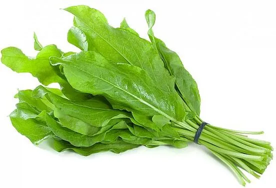 Rumex