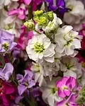 Էքսկլյուզիվ կոմպոզիցիա «SAS Flowers by Villani»