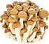 Brown Shimeji mushroom
