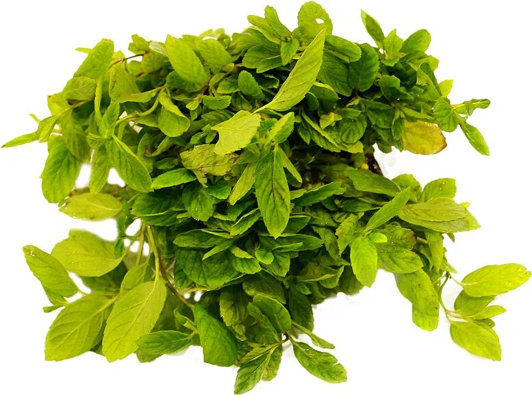 Mint 