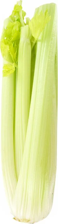 Celery stalk