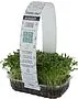 Microgreen coriander "Bostan"