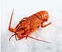 Frozen cooked langoustines