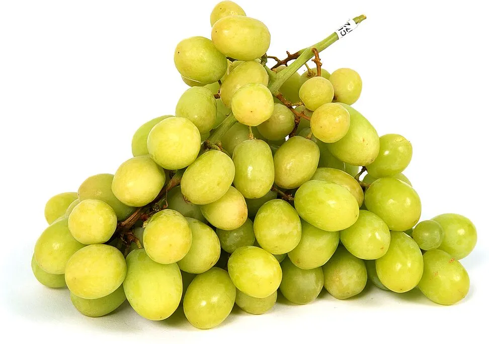 Խաղող «Չիլի»
