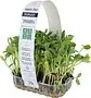 Microgreen sunflower "Bostan"