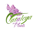 Cataleya բույսեր