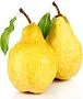 Pear "Duchesse" 