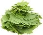 Grape leaves