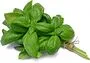 Basil green