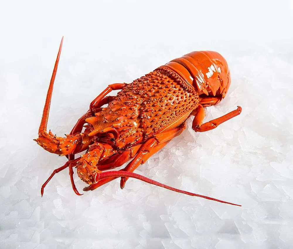 Frozen cooked langoustines
