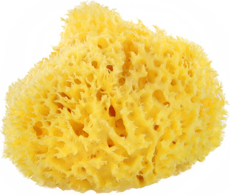 Լոգանքի սպունգ «The Natural Sea Sponge»