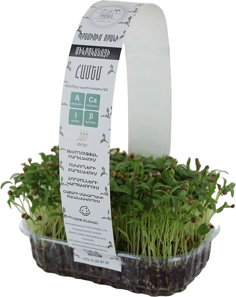 Microgreen coriander "Bostan" 
