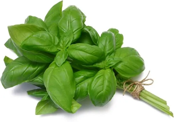 Basil green