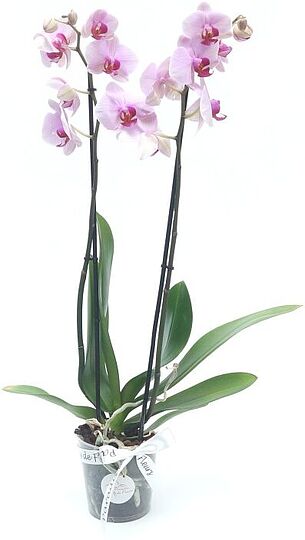 Phaleanopsis 
