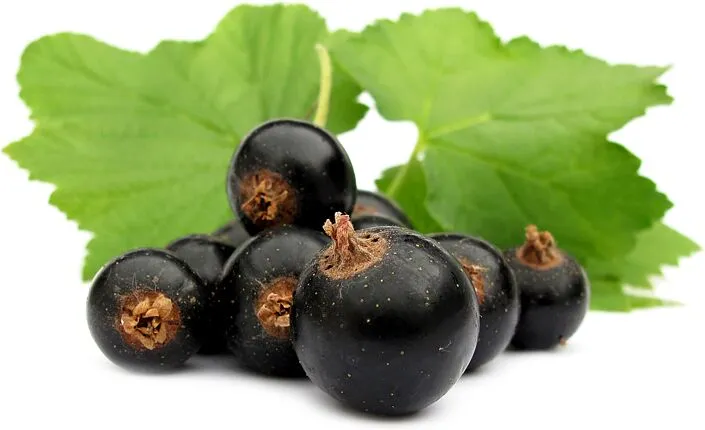 Currant black