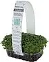 Microgreen mustard "Bostan"