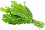 Rumex