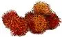 Rambutan