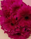 Էքսկլյուզիվ կոմպոզիցիա «SAS Flowers by Villani»