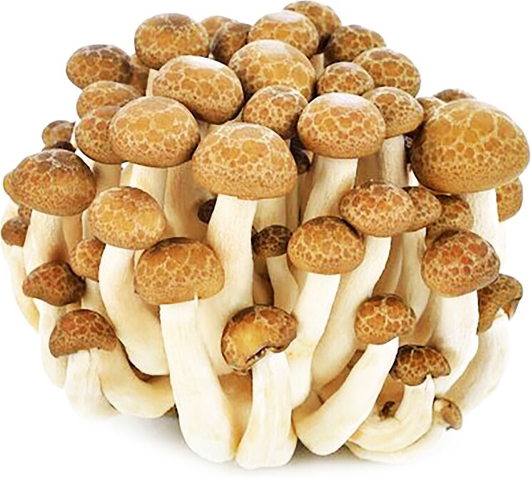 Brown Shimeji mushroom
