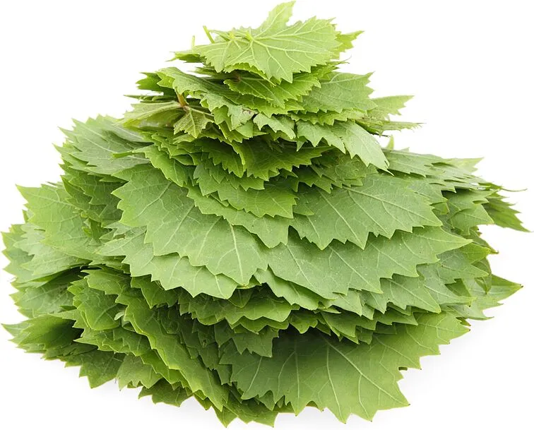 Grape leaves