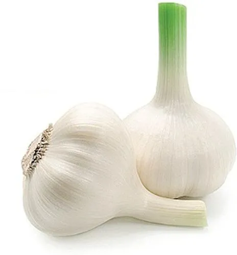 Garlic