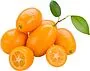 Kumquat