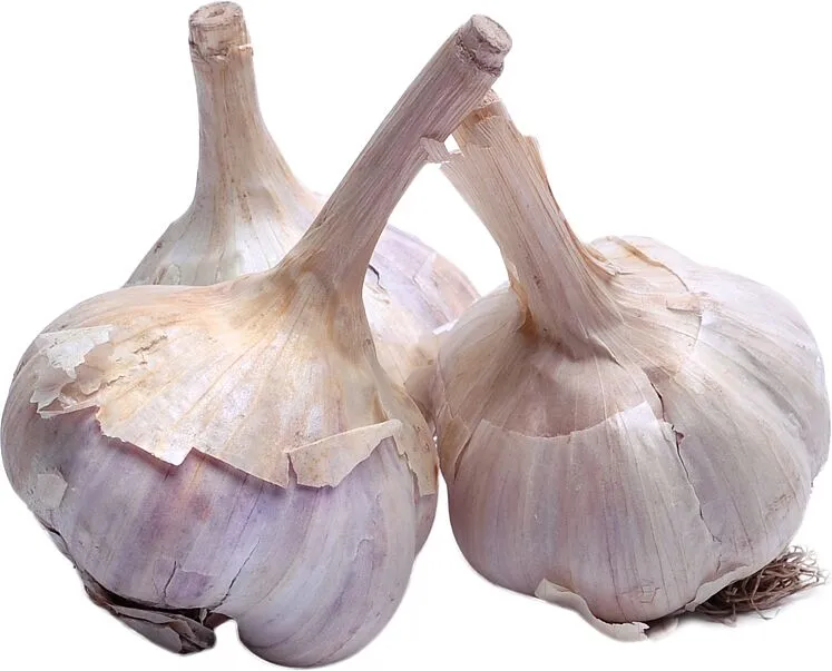 Garlic 