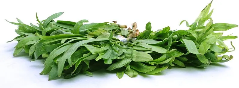 Tarragon 