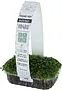 Microgreen arugul "Bostan"