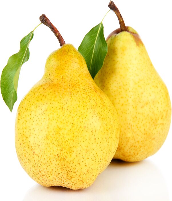 Pear "Duchesse" 