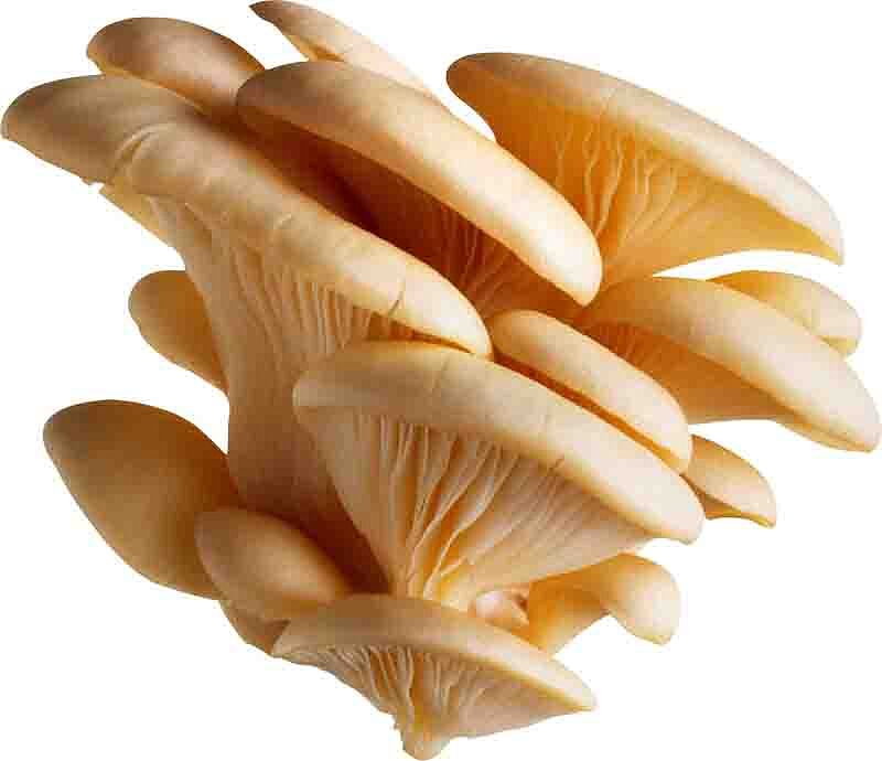 Oyster mushrooms 